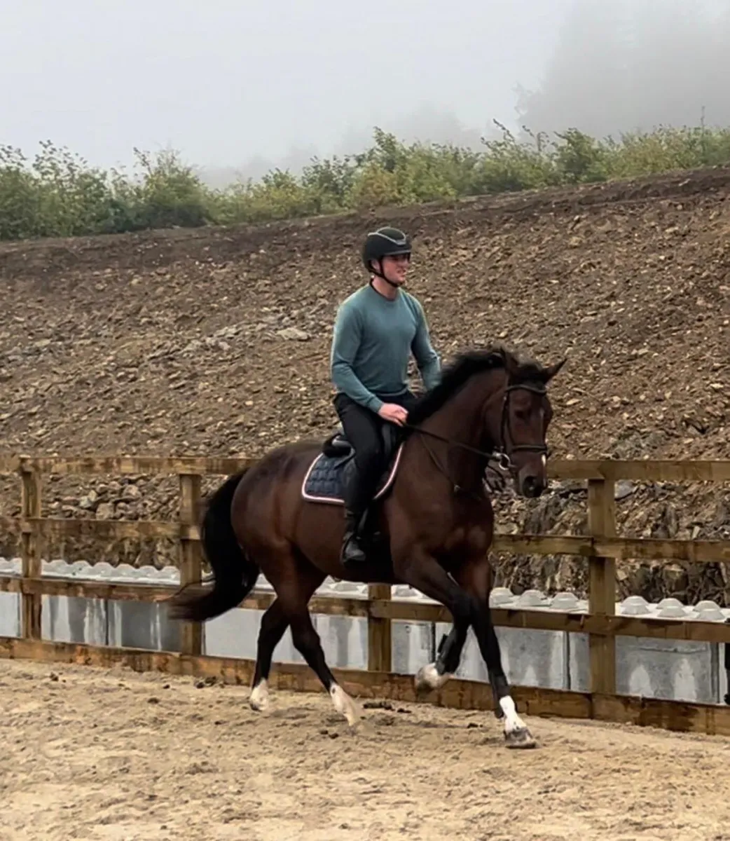 16.2 allrounder gelding - Image 2