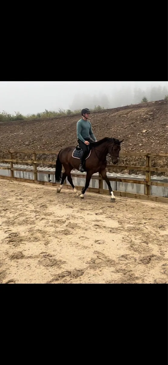 16.2 allrounder gelding - Image 3