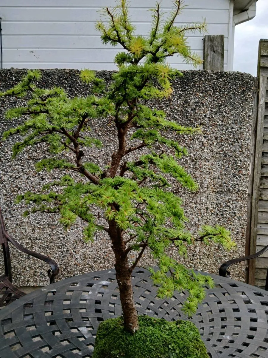 Bonsai Trees - Image 1