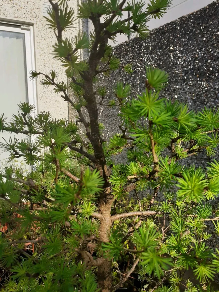 Bonsai Trees - Image 2
