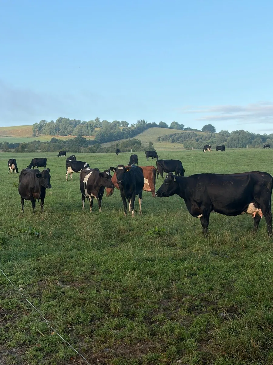 milking cows scanned Empty