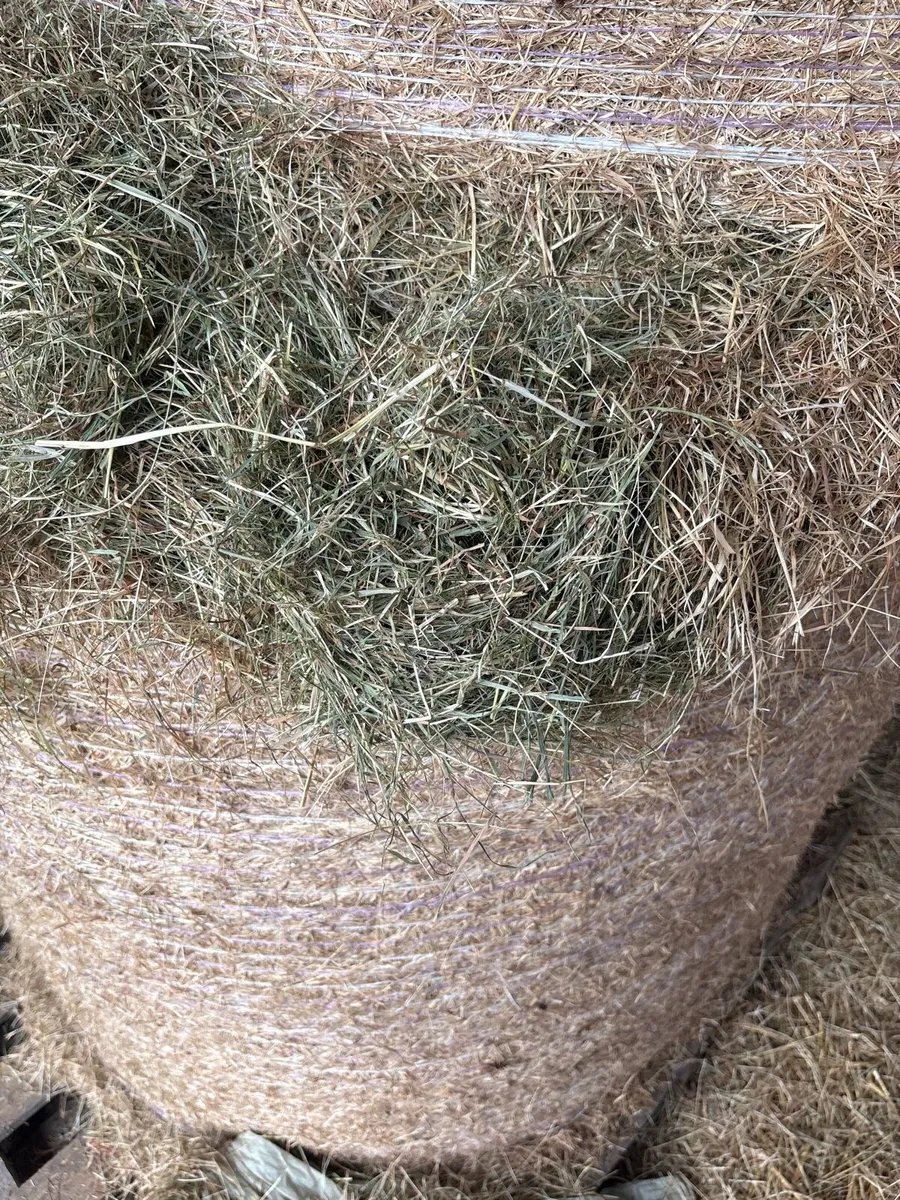 Hay & Silage - Image 2