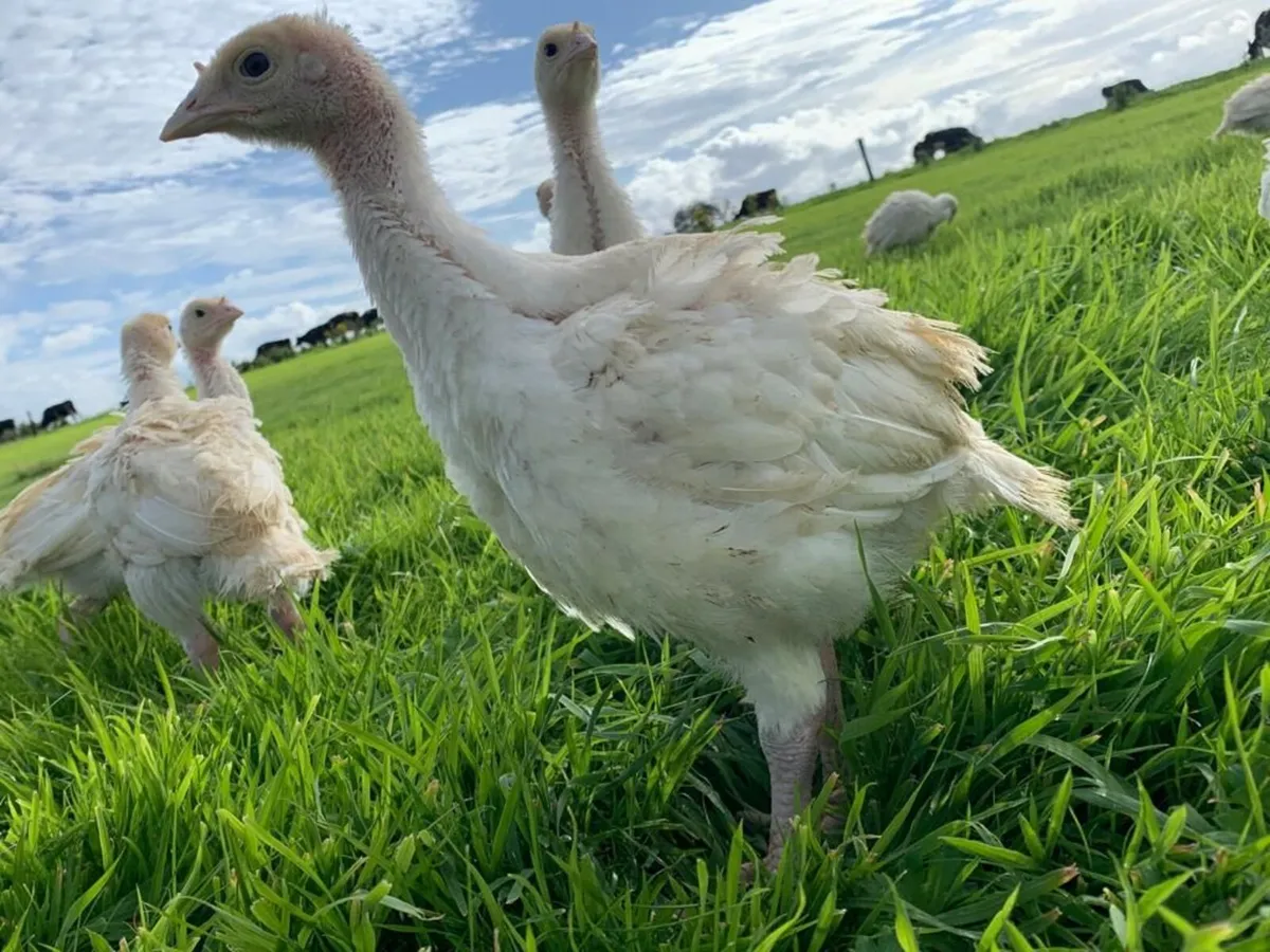 Turkey Poults - Image 2