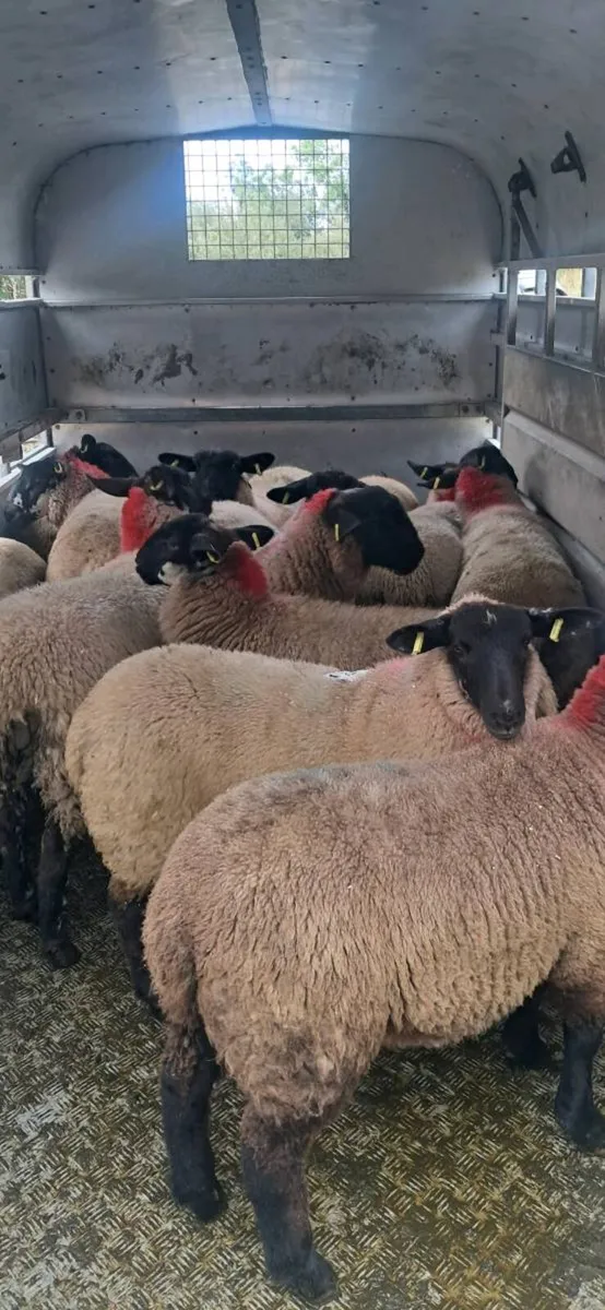 ****Ewe Lambs**** - Image 1