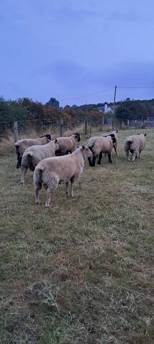 Charollais and suffolk ram lambs - Image 2