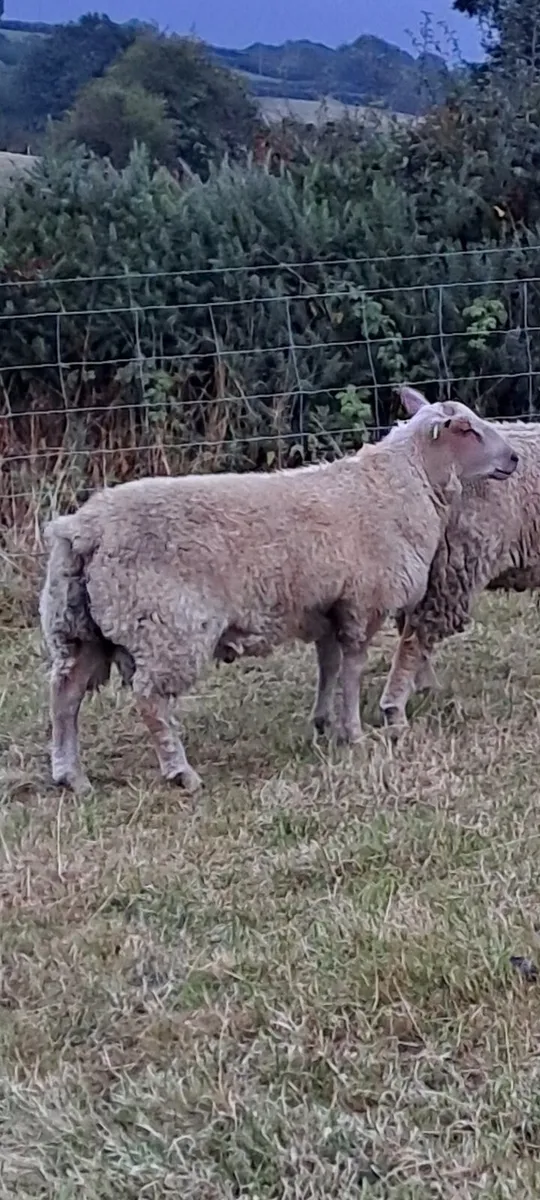 Charollais and suffolk ram lambs - Image 3