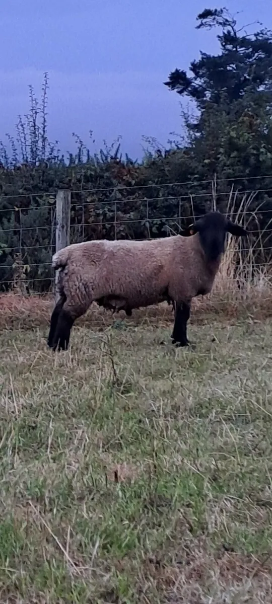 Charollais and suffolk ram lambs - Image 4