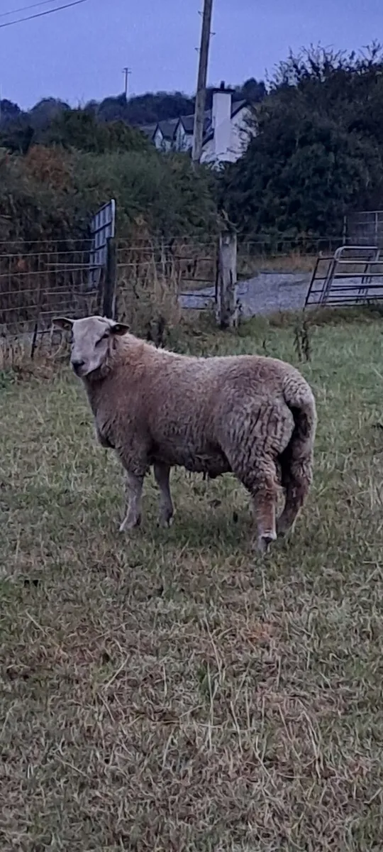 Charollais and suffolk ram lambs - Image 1