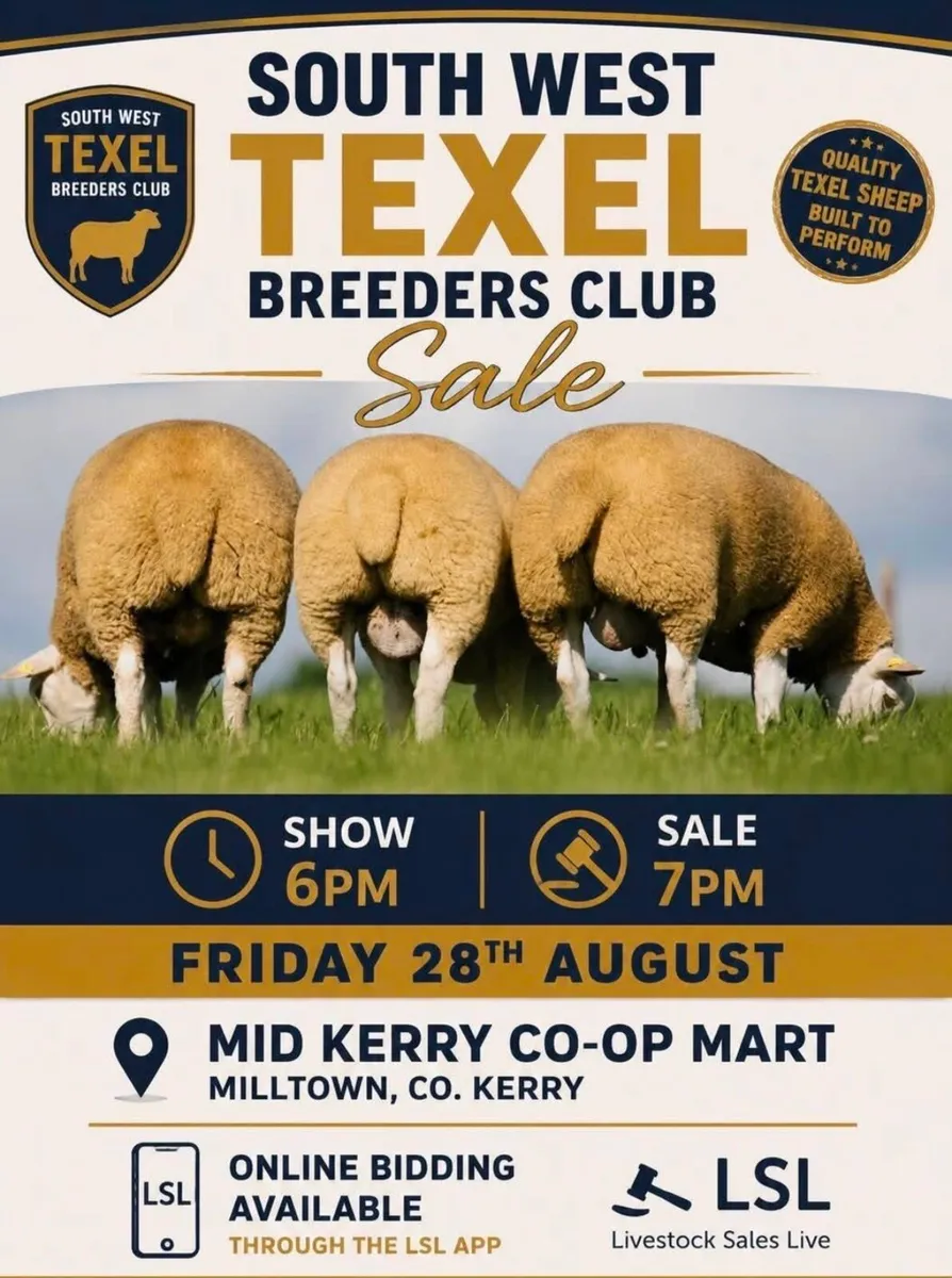 Pedigree Texel Ram Sale