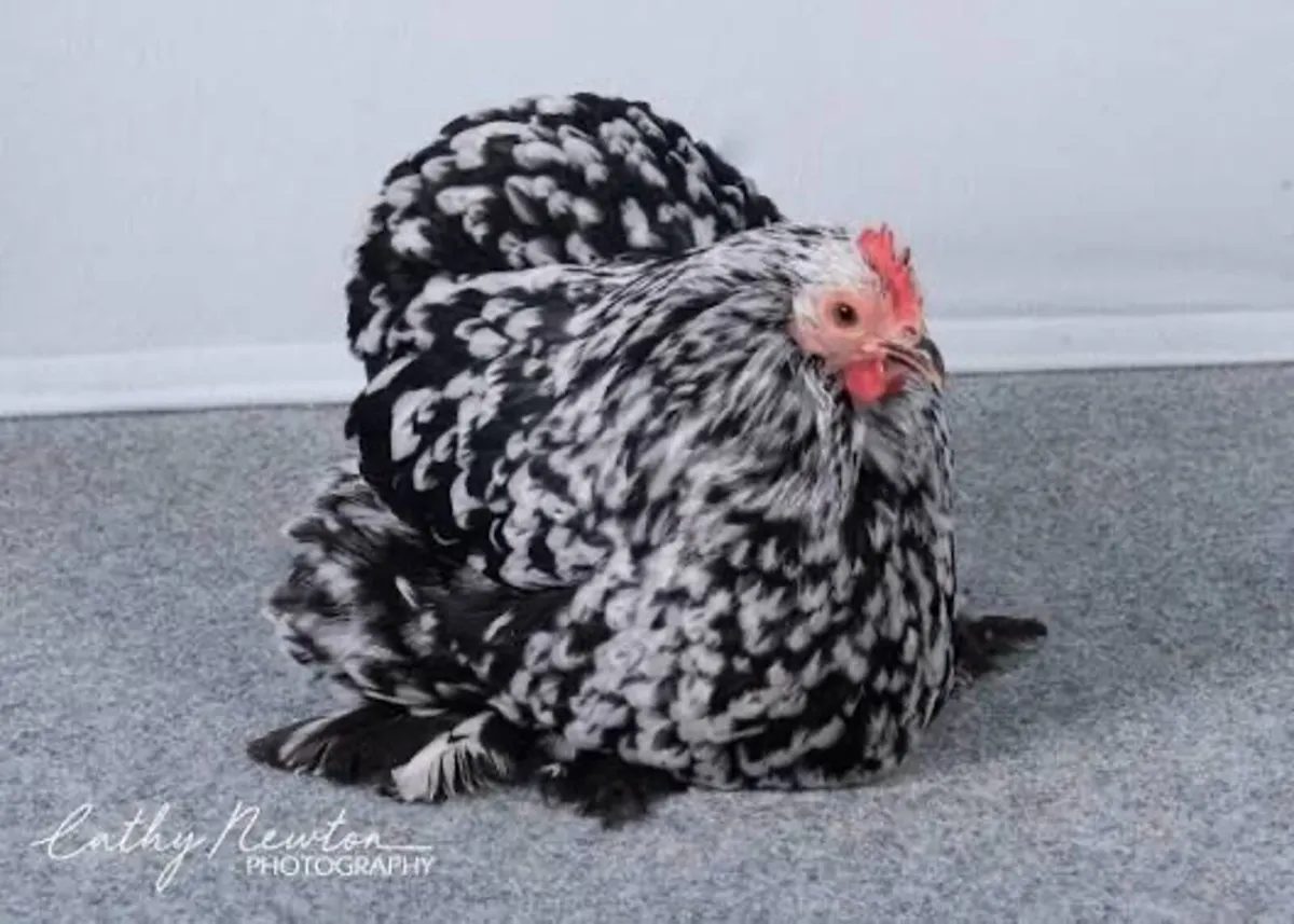 Looking for good black mottled Pekin