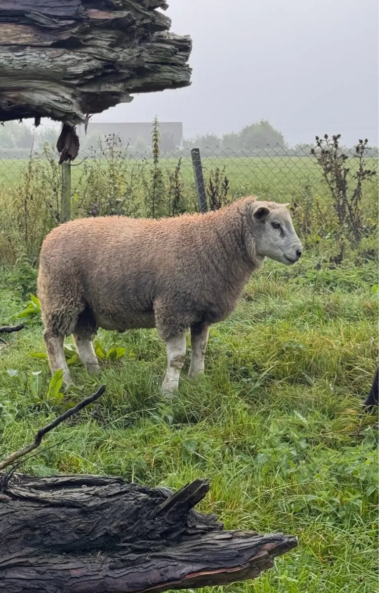Smashing Suftex Ram Lamb - Image 3