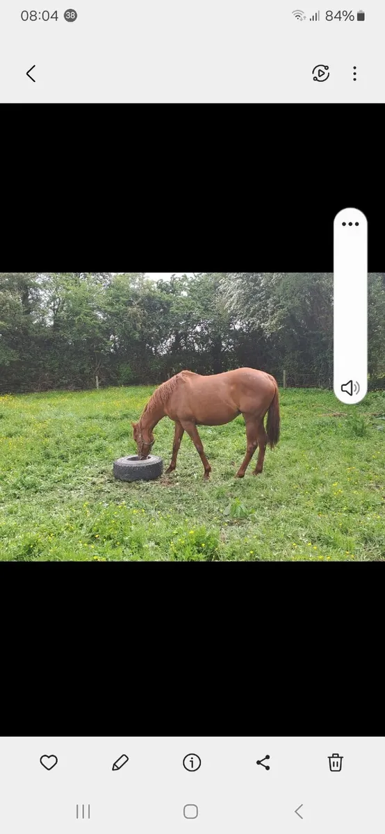 Dam of blacktype - Image 1