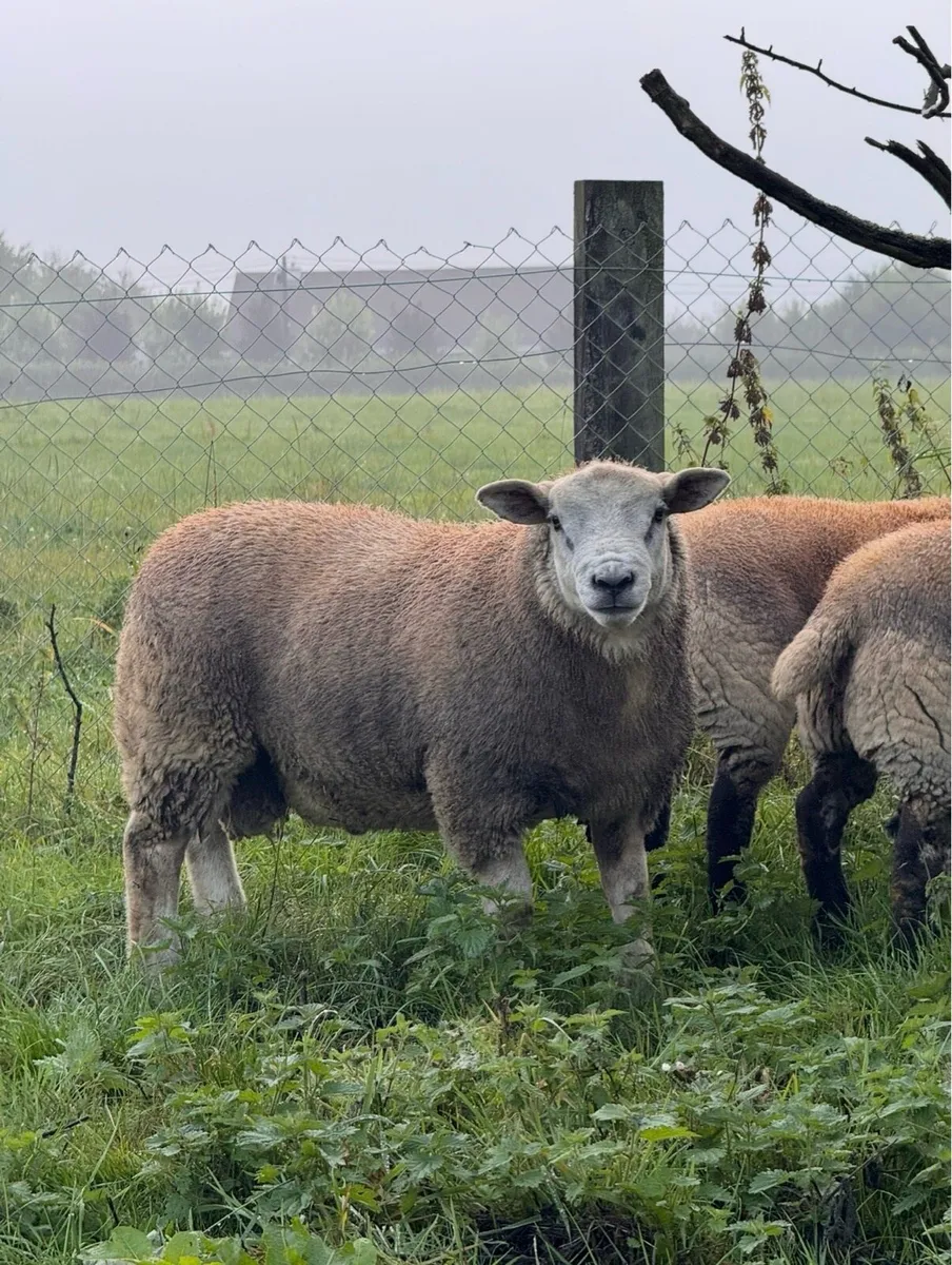Smashing Suftex Ram Lamb - Image 1