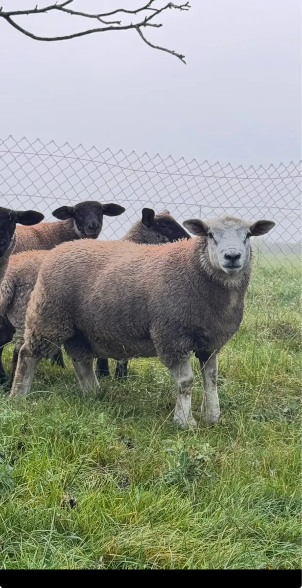 Smashing Suftex Ram Lamb - Image 2