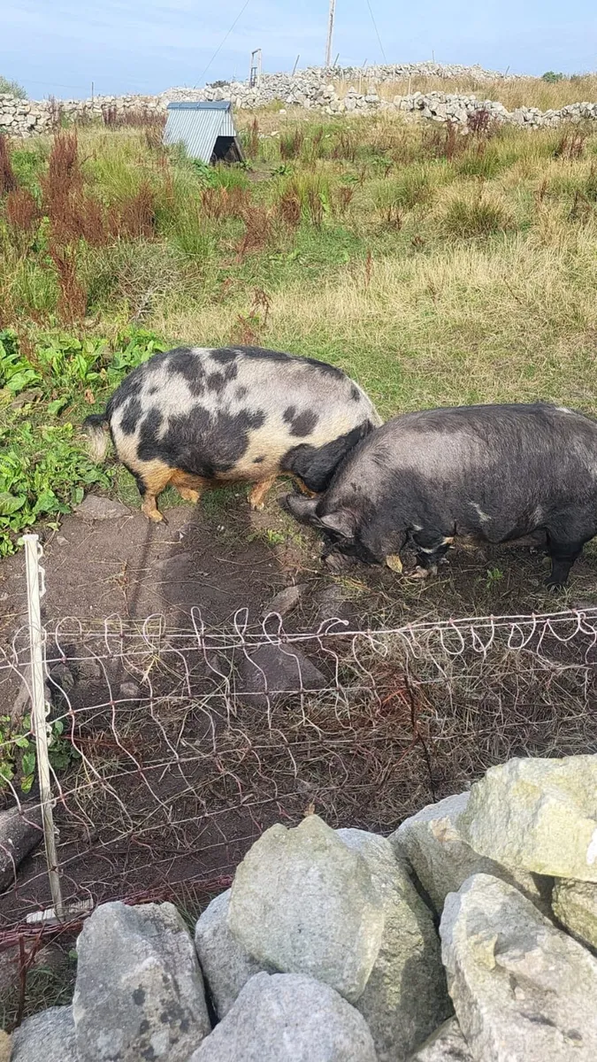 Kune kune pigs - Image 2