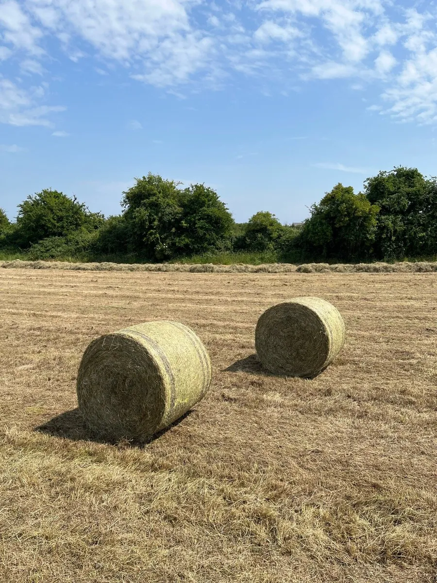Hay
