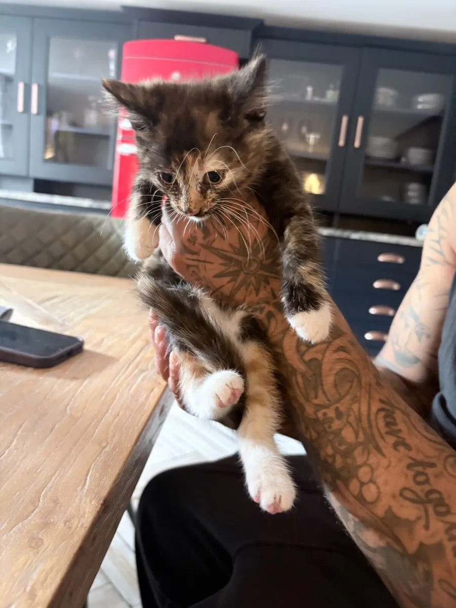 Kittens - Image 2