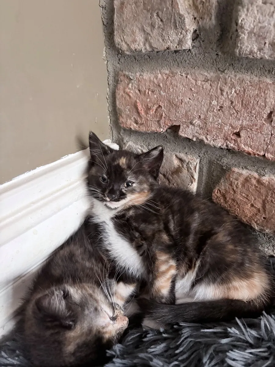 Kittens - Image 3