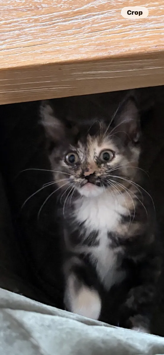 Kittens - Image 1