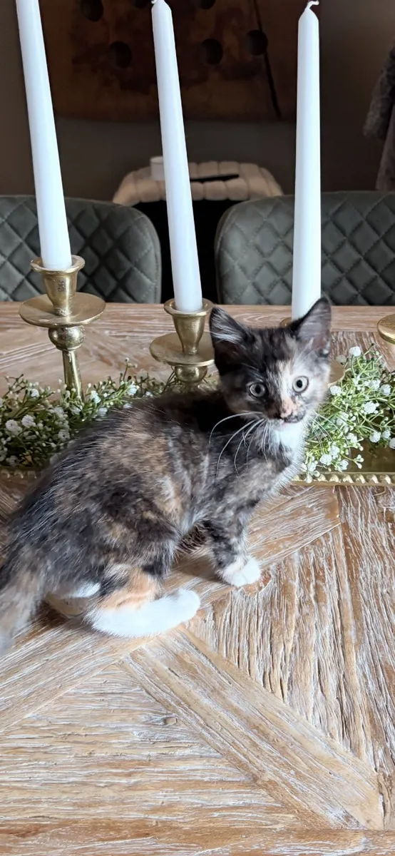 Kittens - Image 4