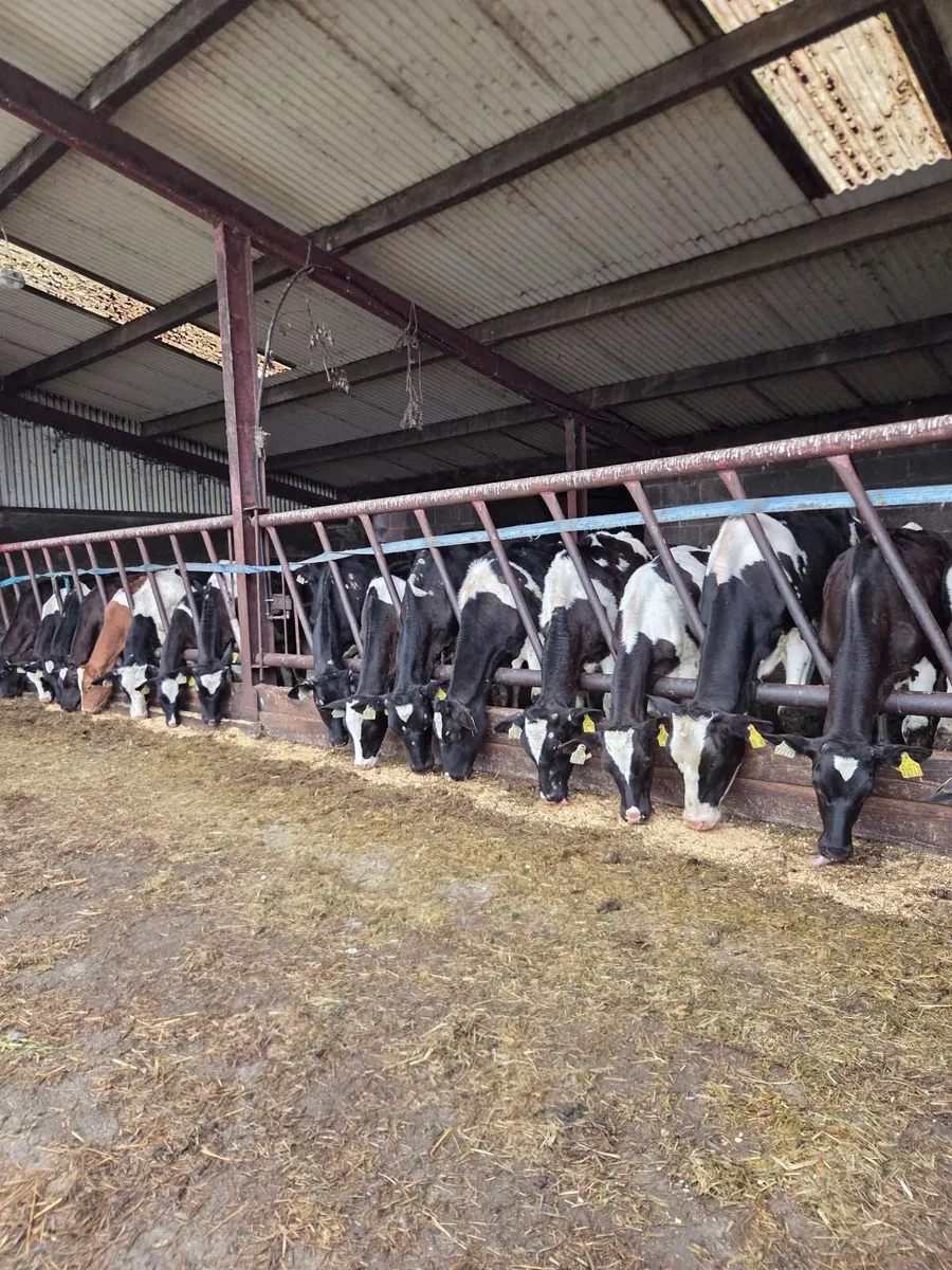 Friesian bulls