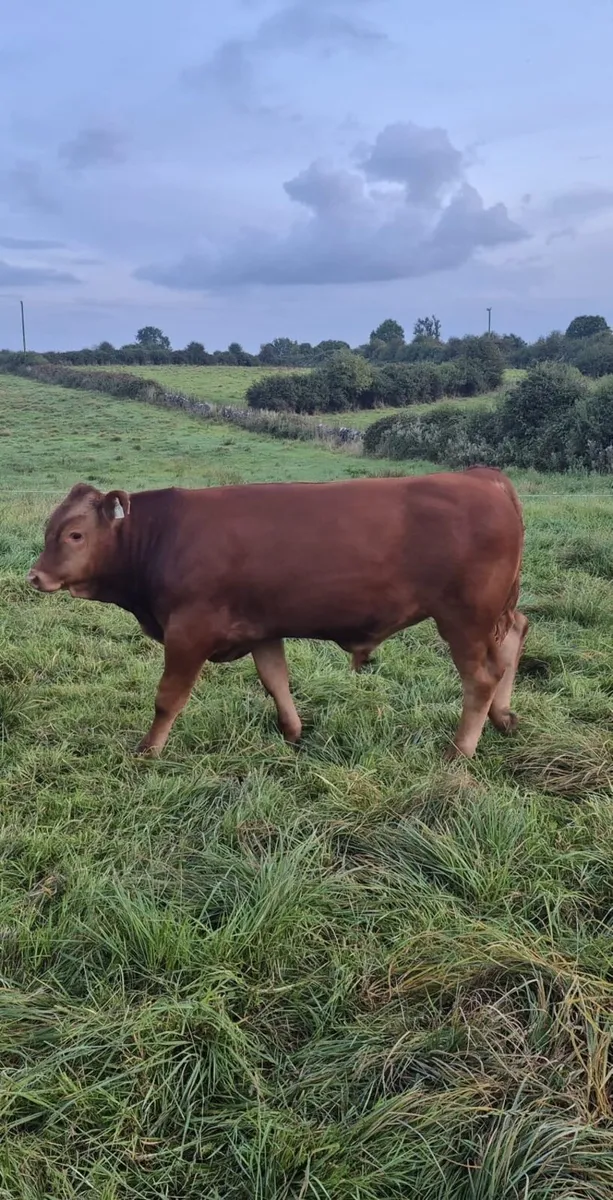 Bulls - Image 1