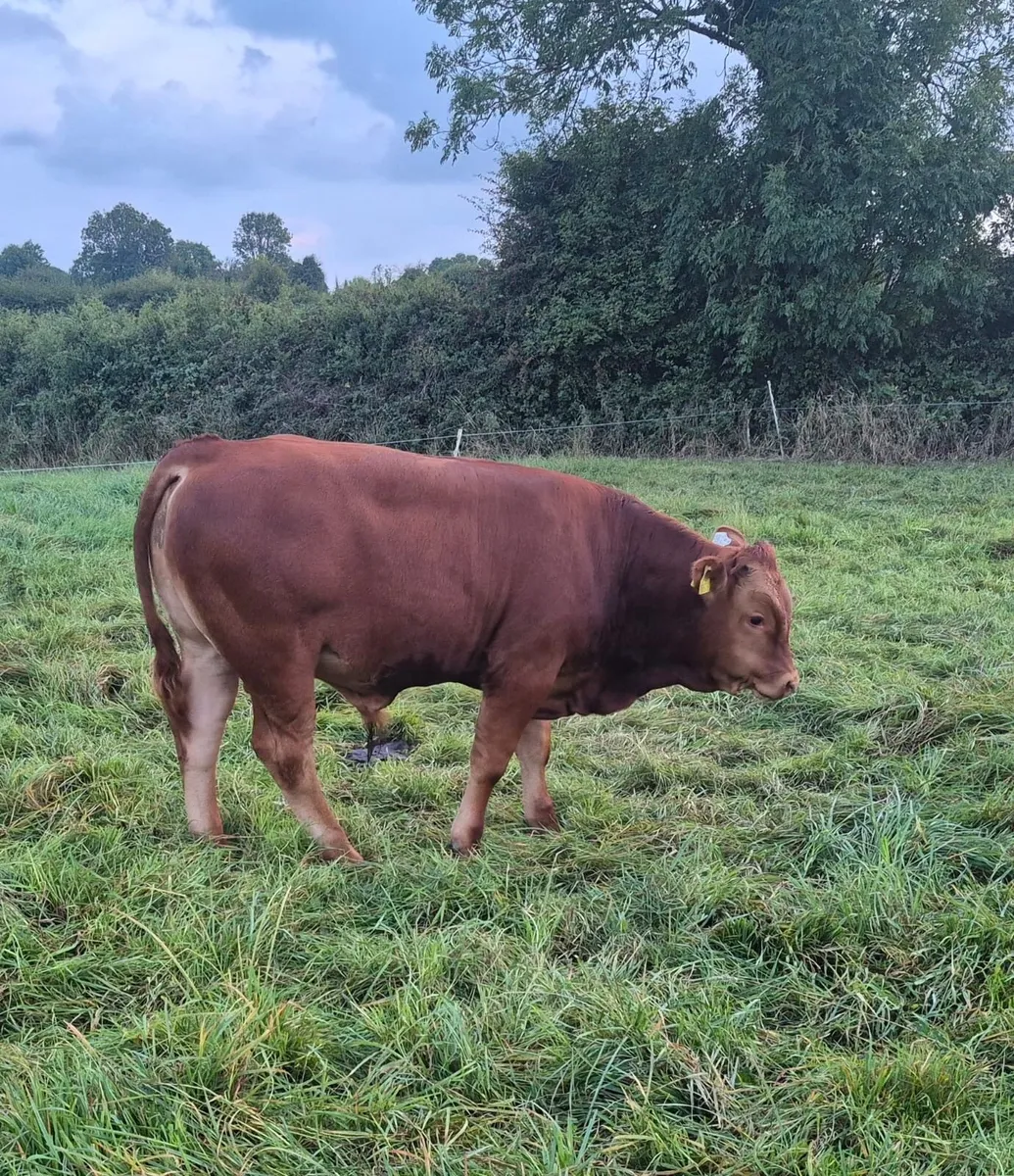 Bulls - Image 2