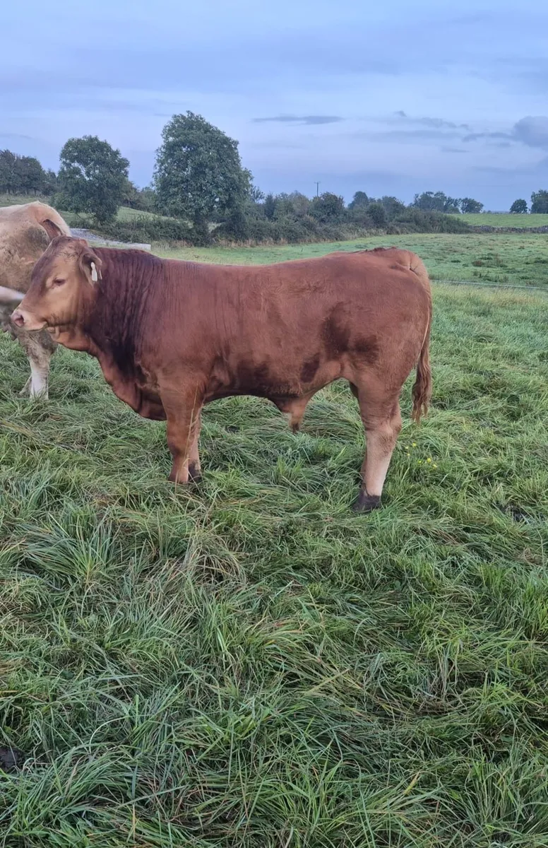 Bulls - Image 3