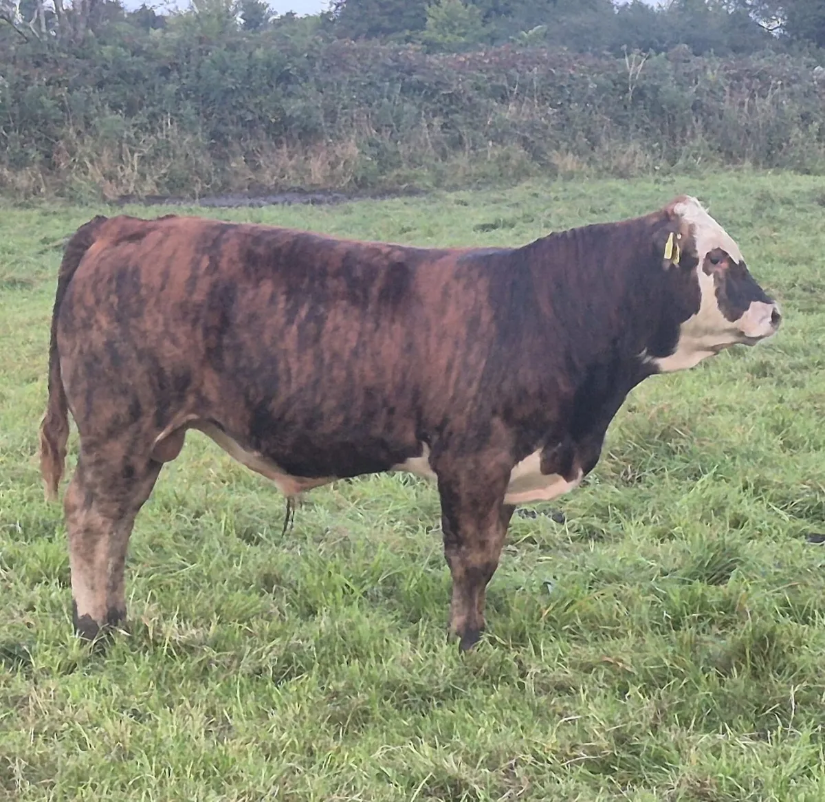 Bulls - Image 4