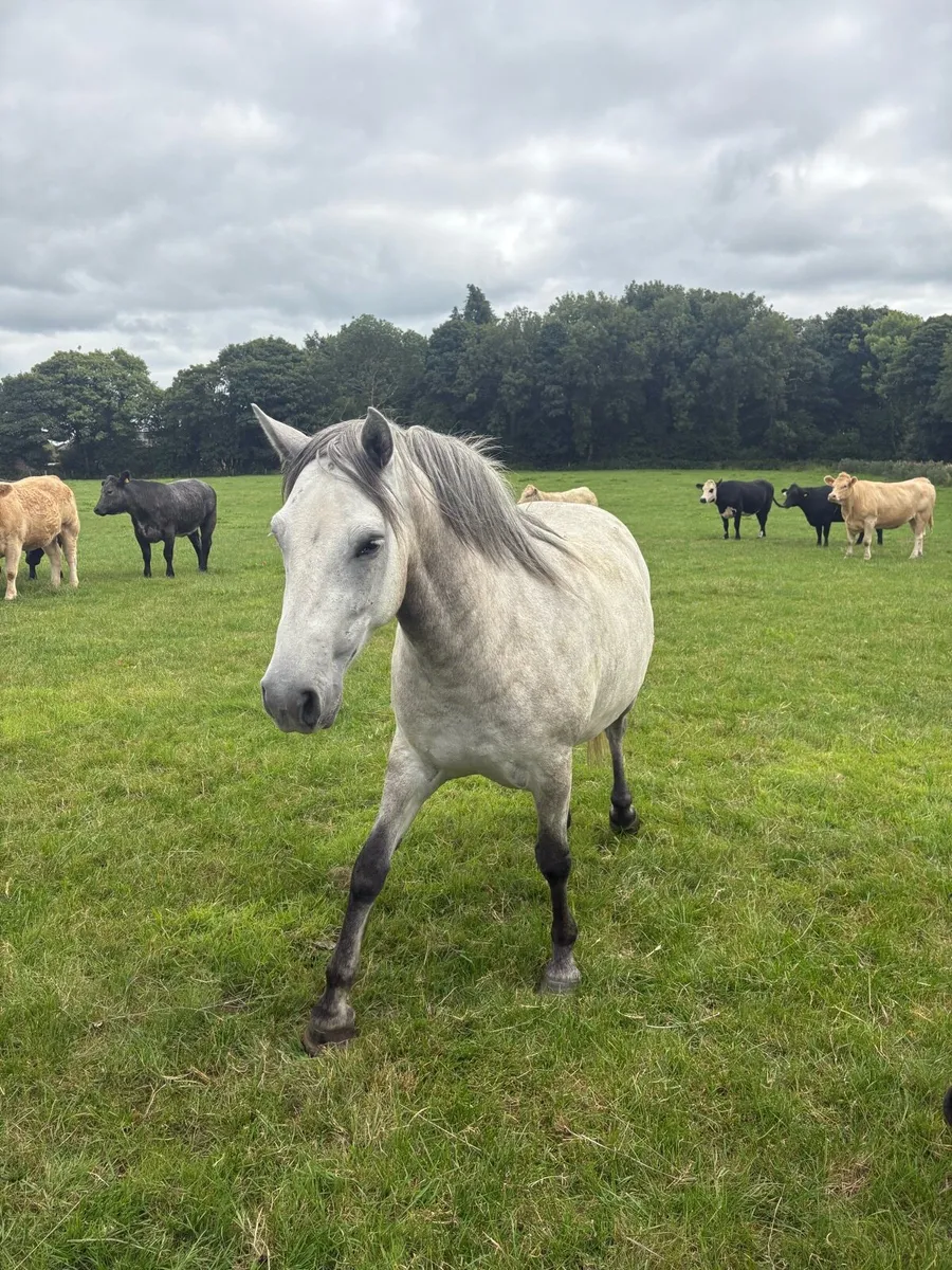 Pony - Image 1