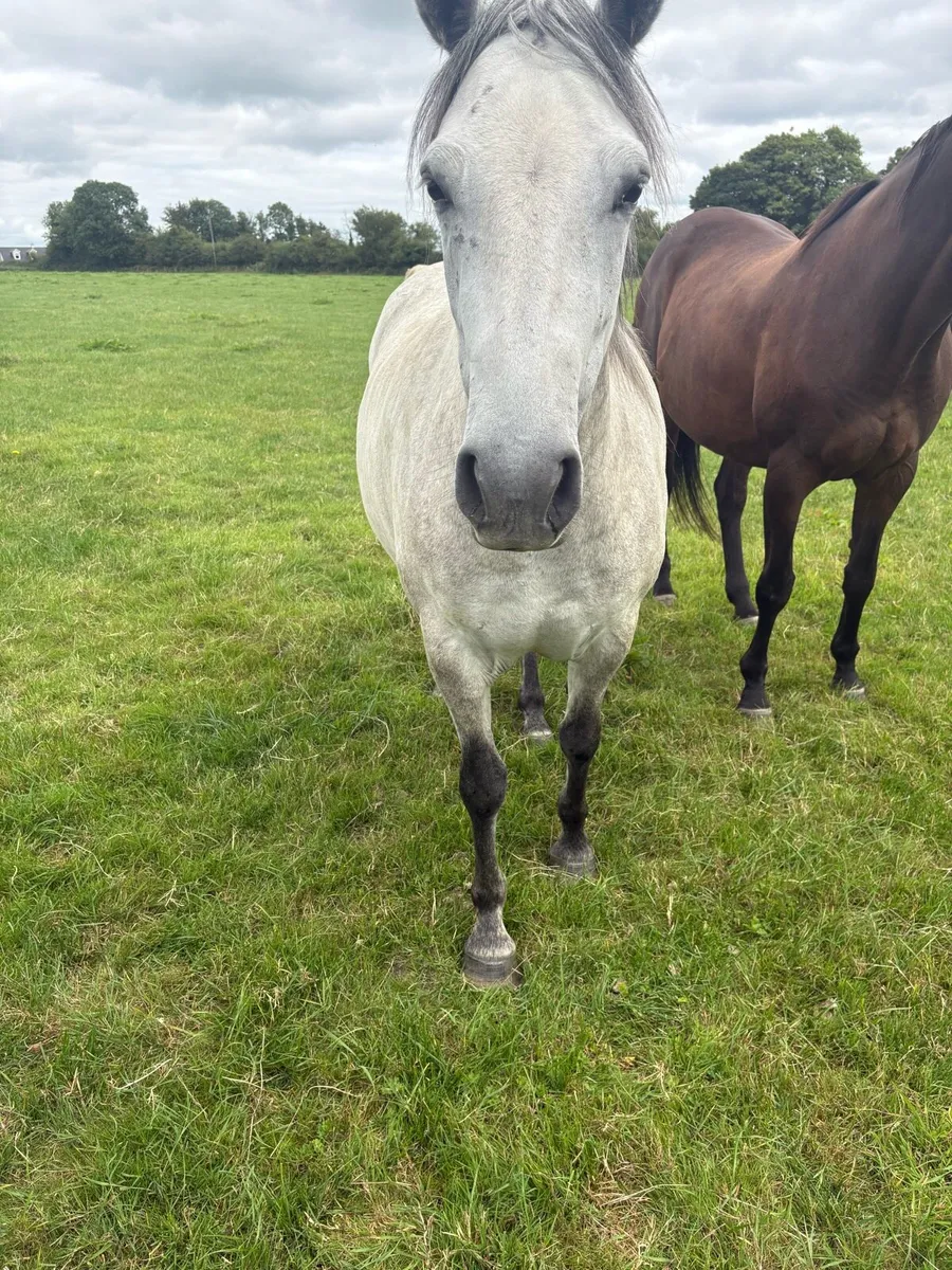 Pony - Image 2