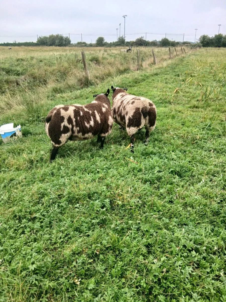 Ram lambs - Image 4