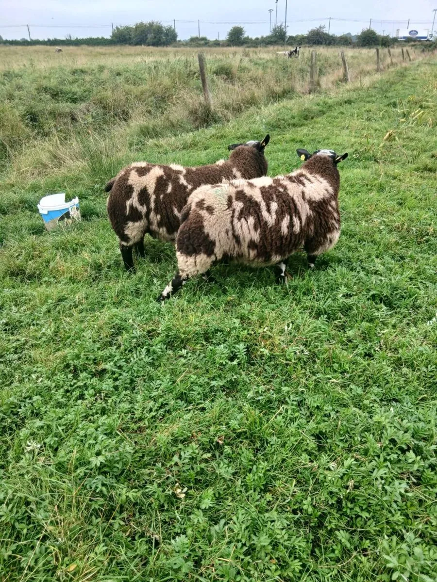 Ram lambs - Image 1