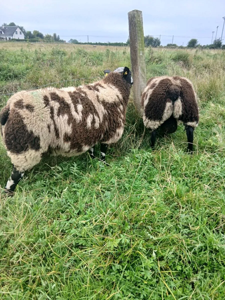 Ram lambs - Image 2