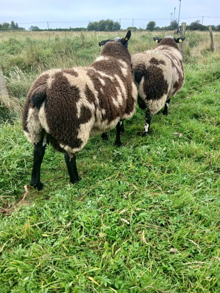 Ram lambs - Image 3