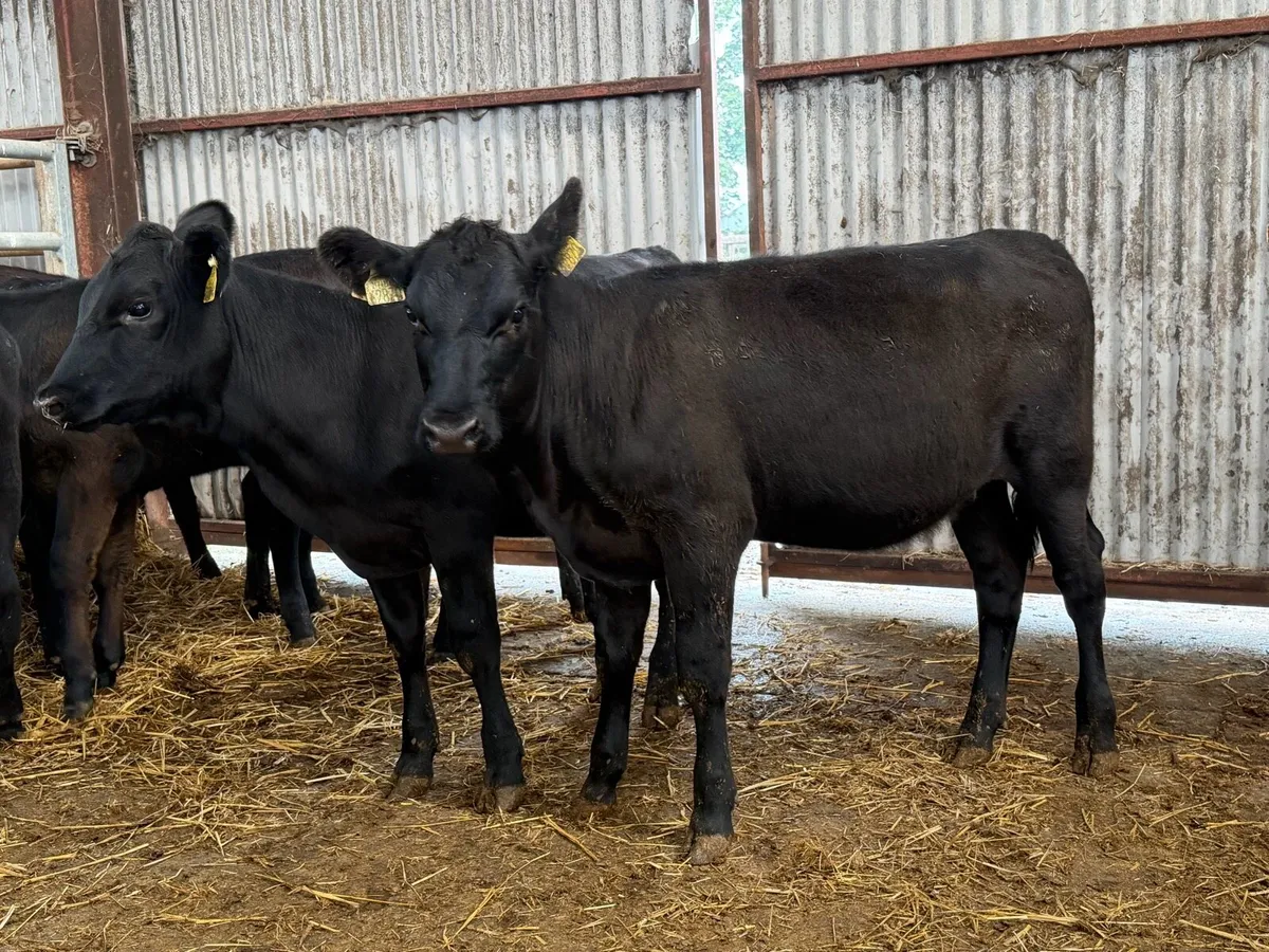 10 heifer Weanlings - Image 3
