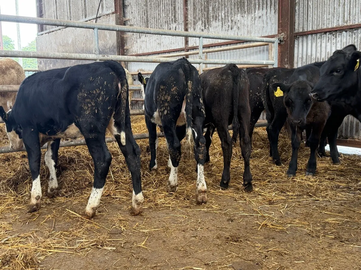 10 heifer Weanlings - Image 4