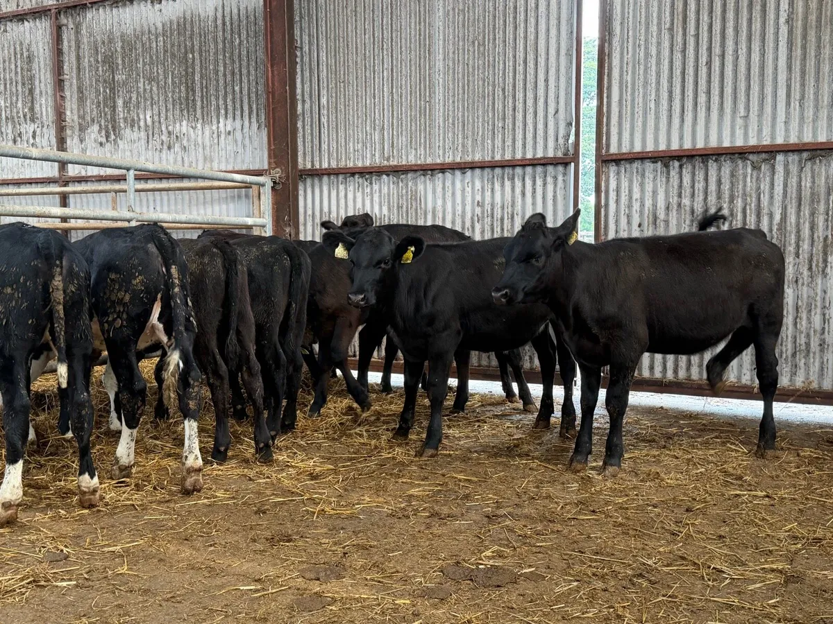 10 heifer Weanlings - Image 1
