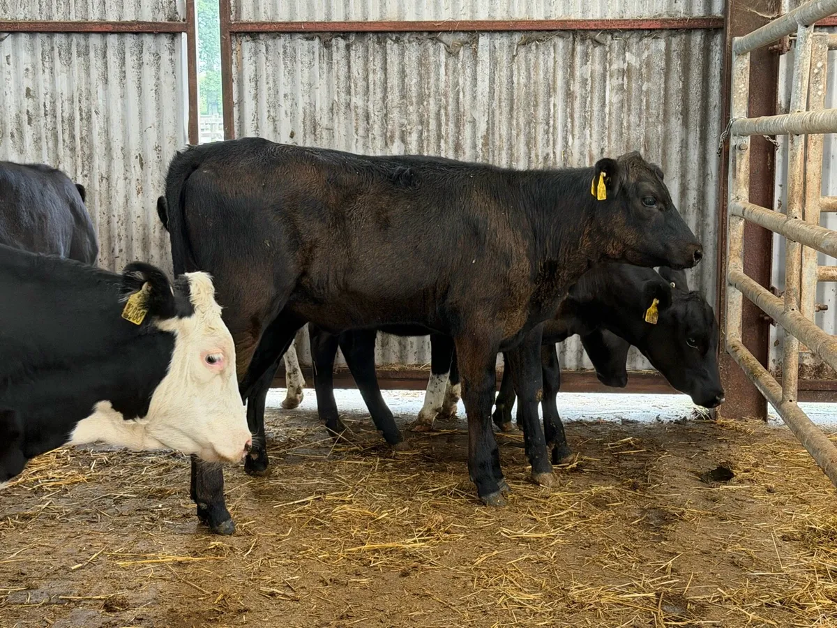 10 heifer Weanlings - Image 2