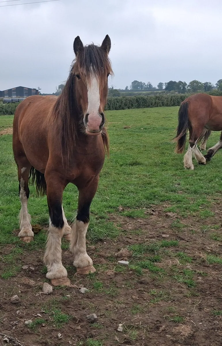 Geldings - Image 4