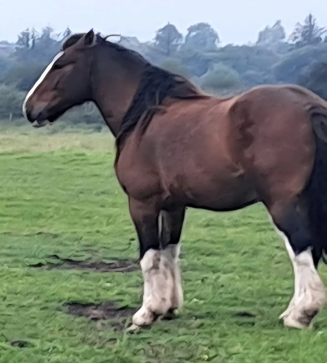 Geldings - Image 1