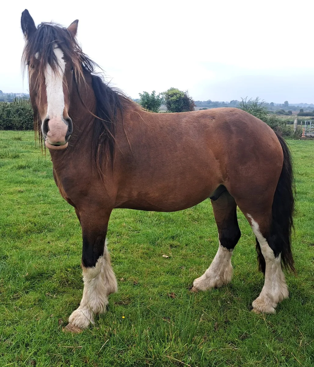 Geldings - Image 3