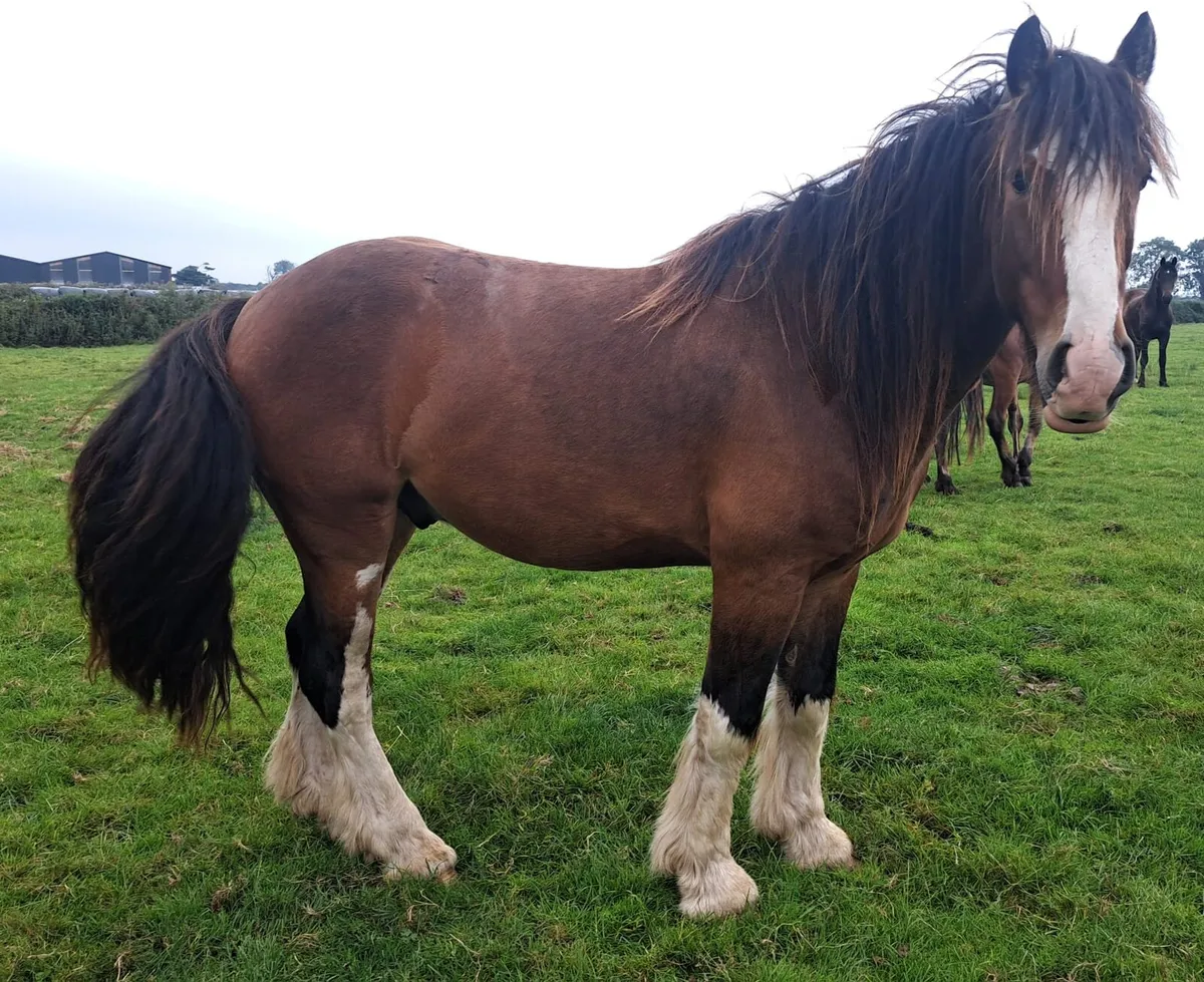 Geldings - Image 4