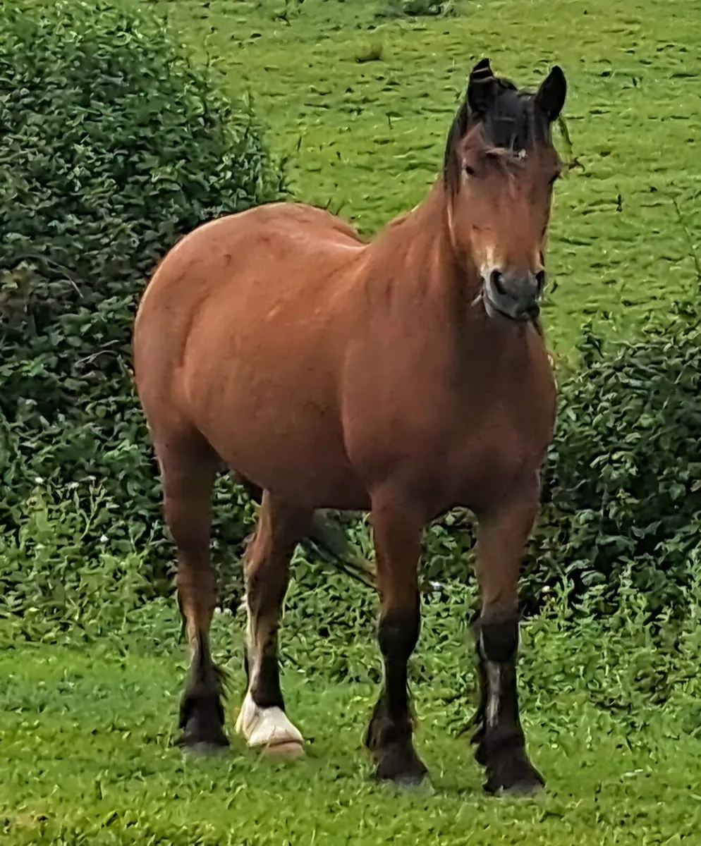 Geldings - Image 1