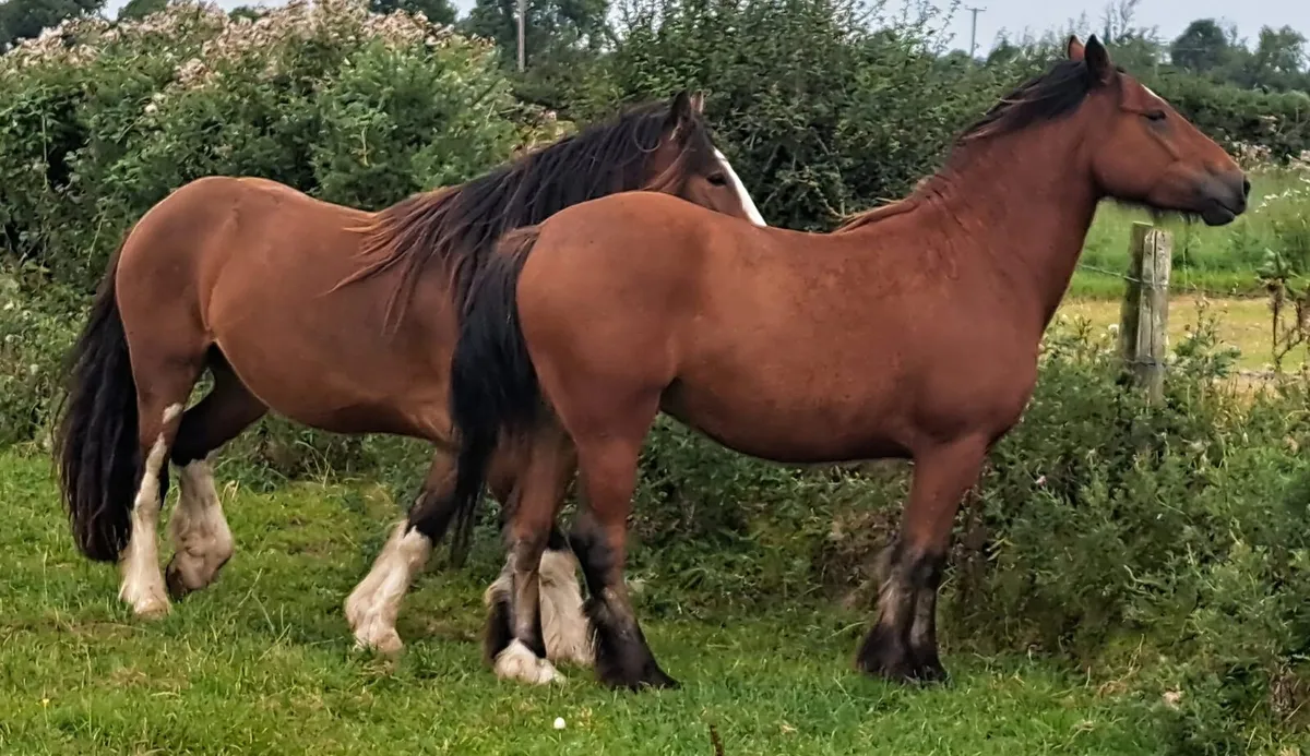 Geldings - Image 2