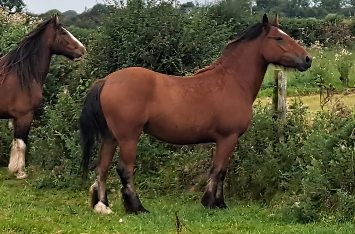 Geldings - Image 3