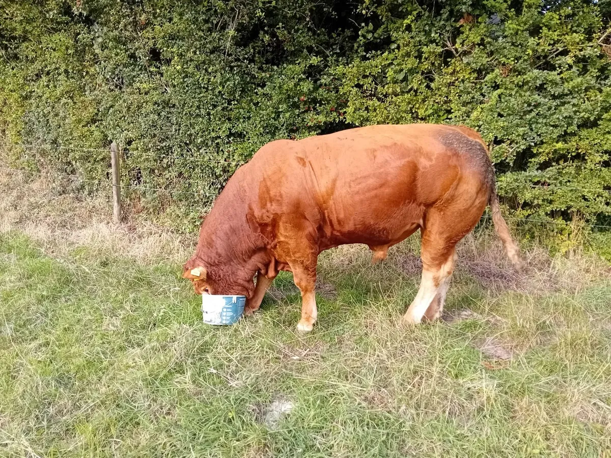 Bull - Image 2