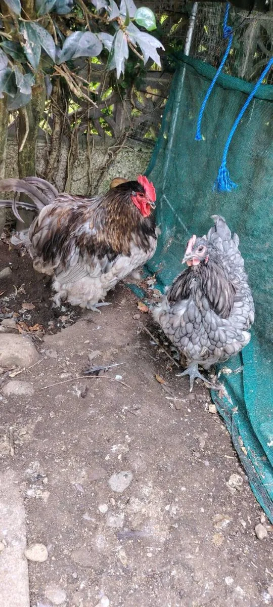 Orpington hens, roosters - Image 3