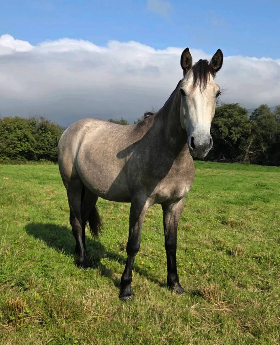 Rising 3 yr old Gelding - Image 1