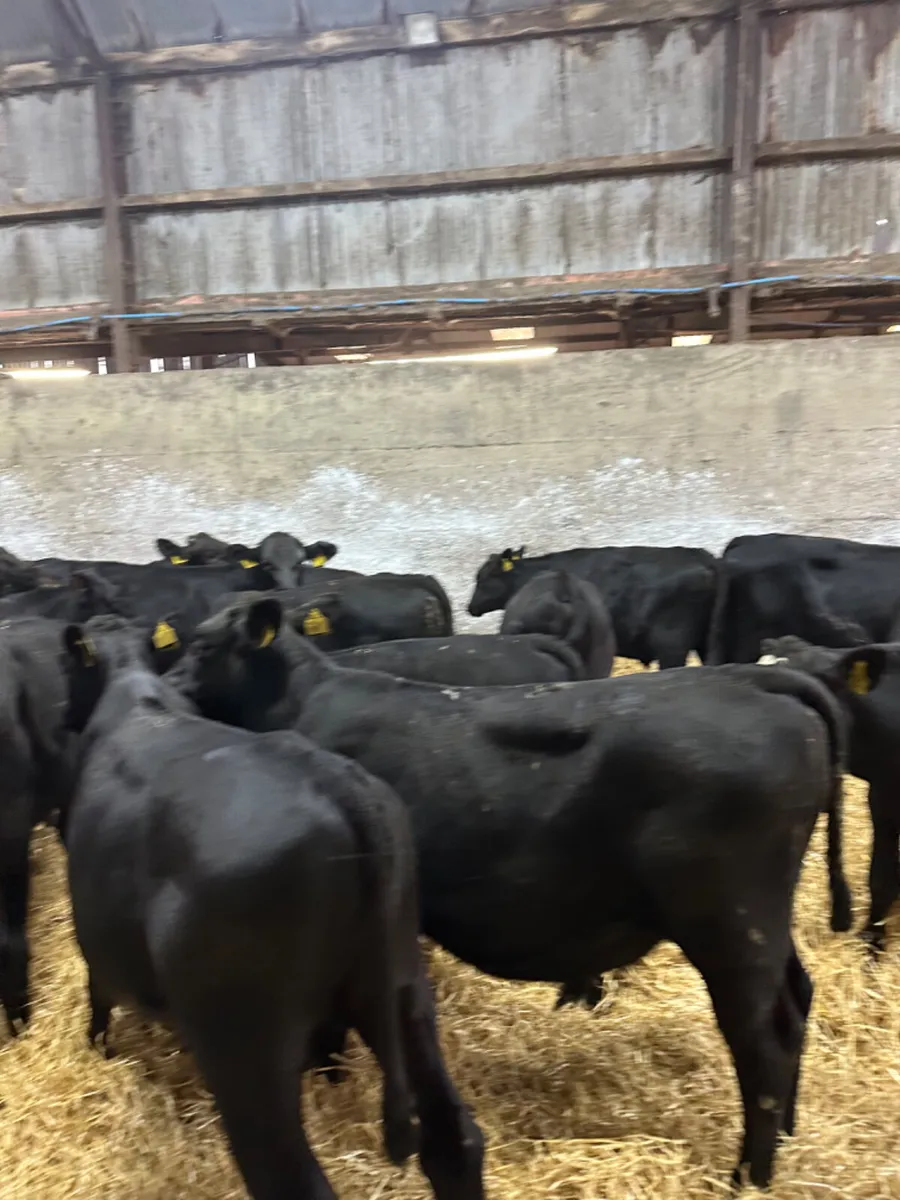 Angus bulls - Image 4